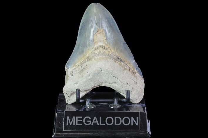 Fossil Megalodon Tooth - Colorful #77505